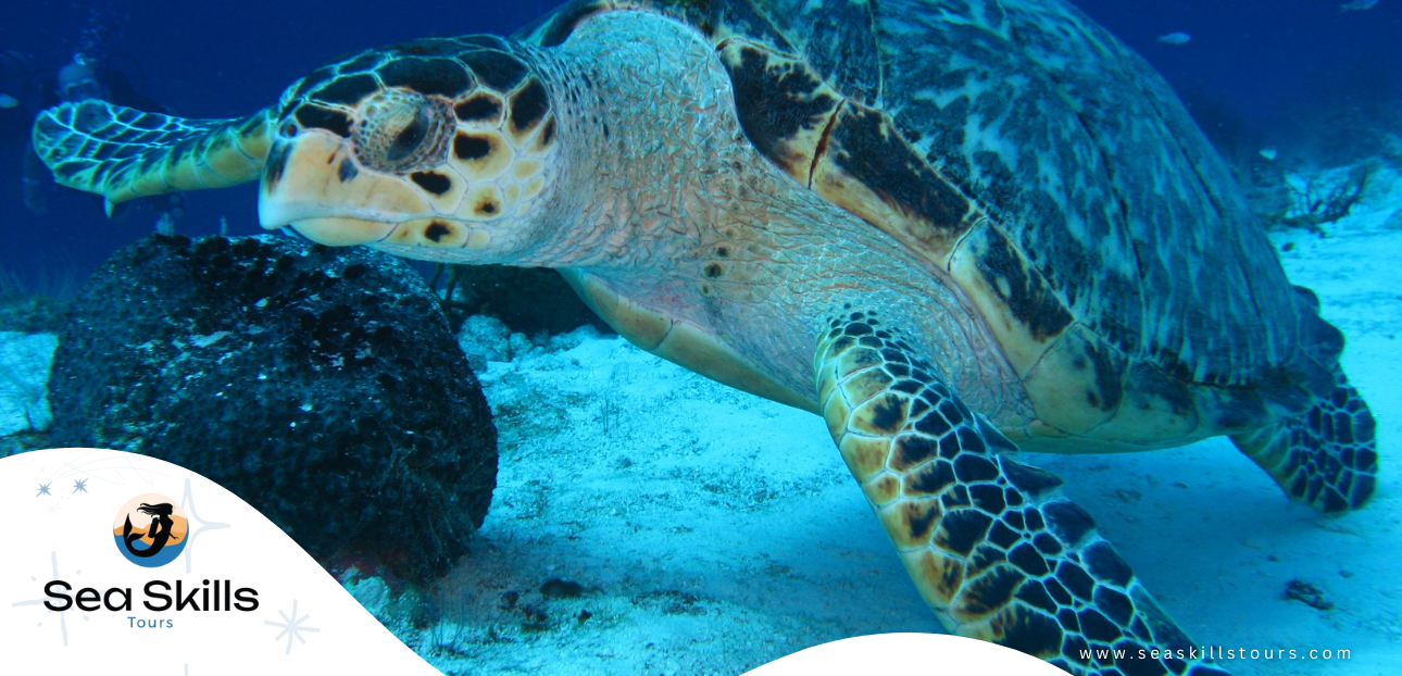 Discover Family-Friendly Excursions and Diving Adventures with Sea Skills